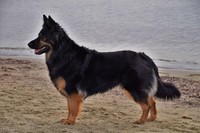fotoalbum