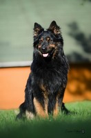 fotoalbum