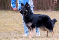 fotoalbum